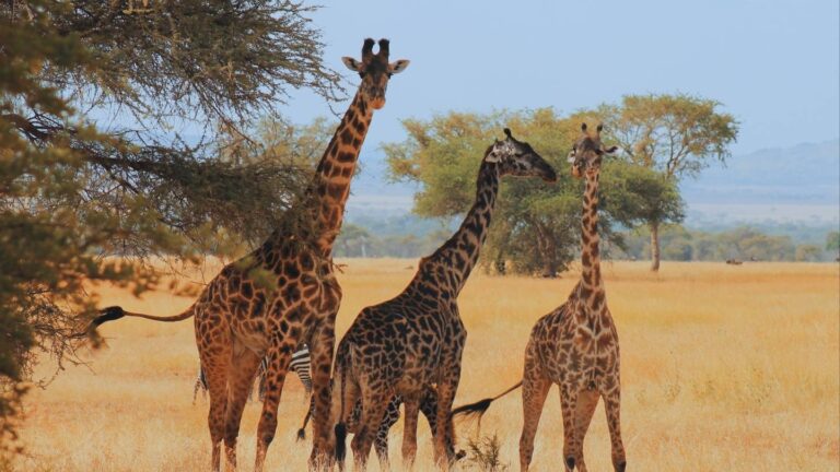 Nomad Expeditions - Expedições longe do óbvio Paisagem marcante visitada durante roteiro da viagem para o Safari na Tanzânia e Zanzibar com a Nomad Expeditions